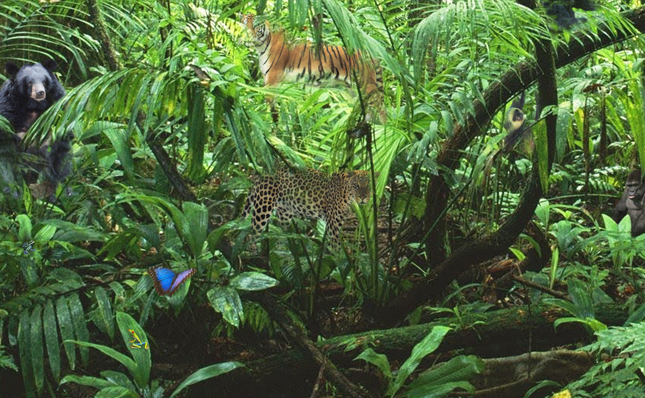 Creatures of the Rainforest Poster