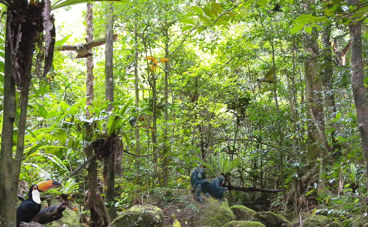 Creatures of the Rainforest Poster